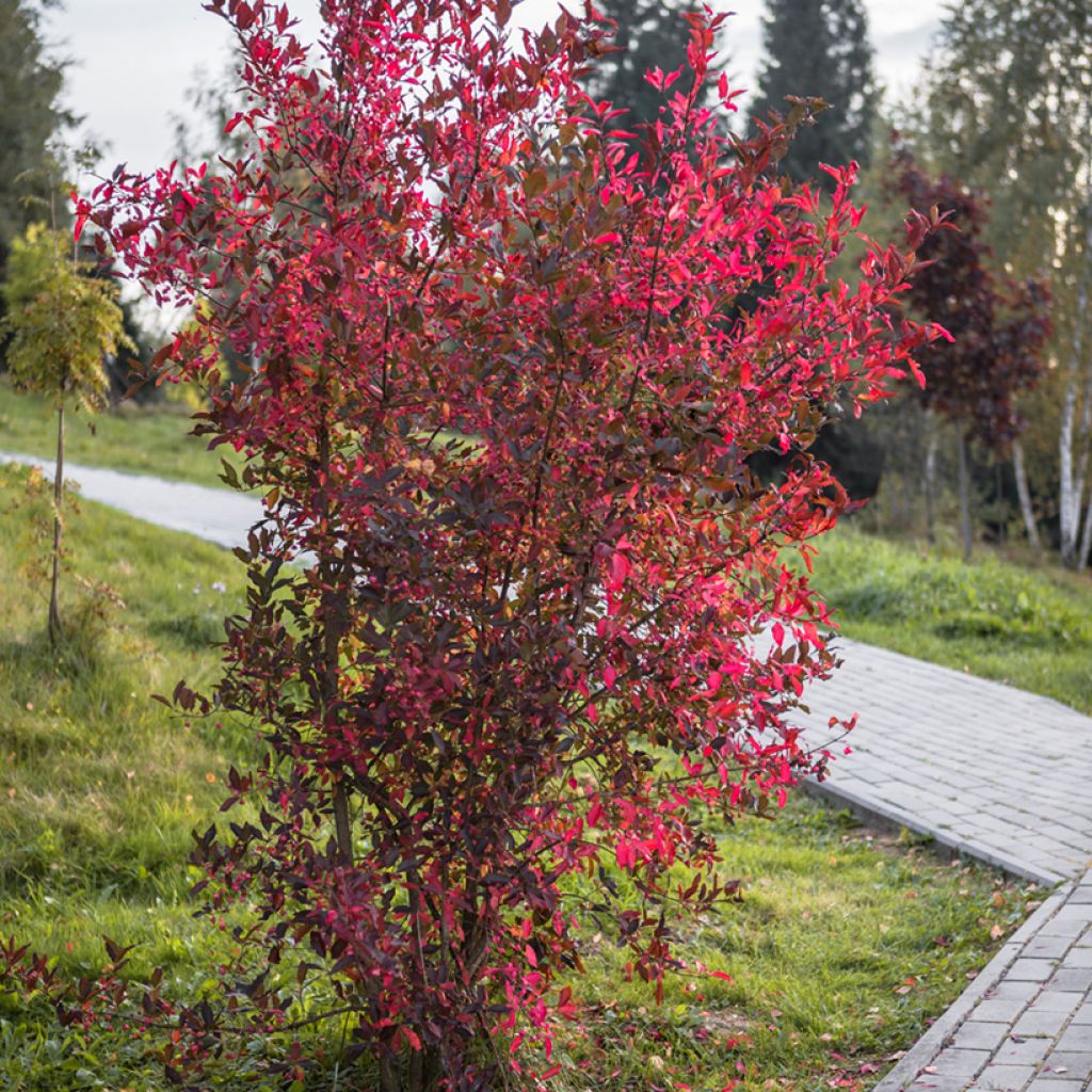 Kiiltotuhkapensas - Cotoneaster lucidus