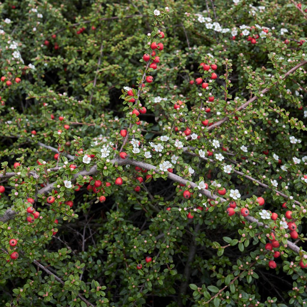 Himalajantuhkapensas - Cotoneaster microphyllus