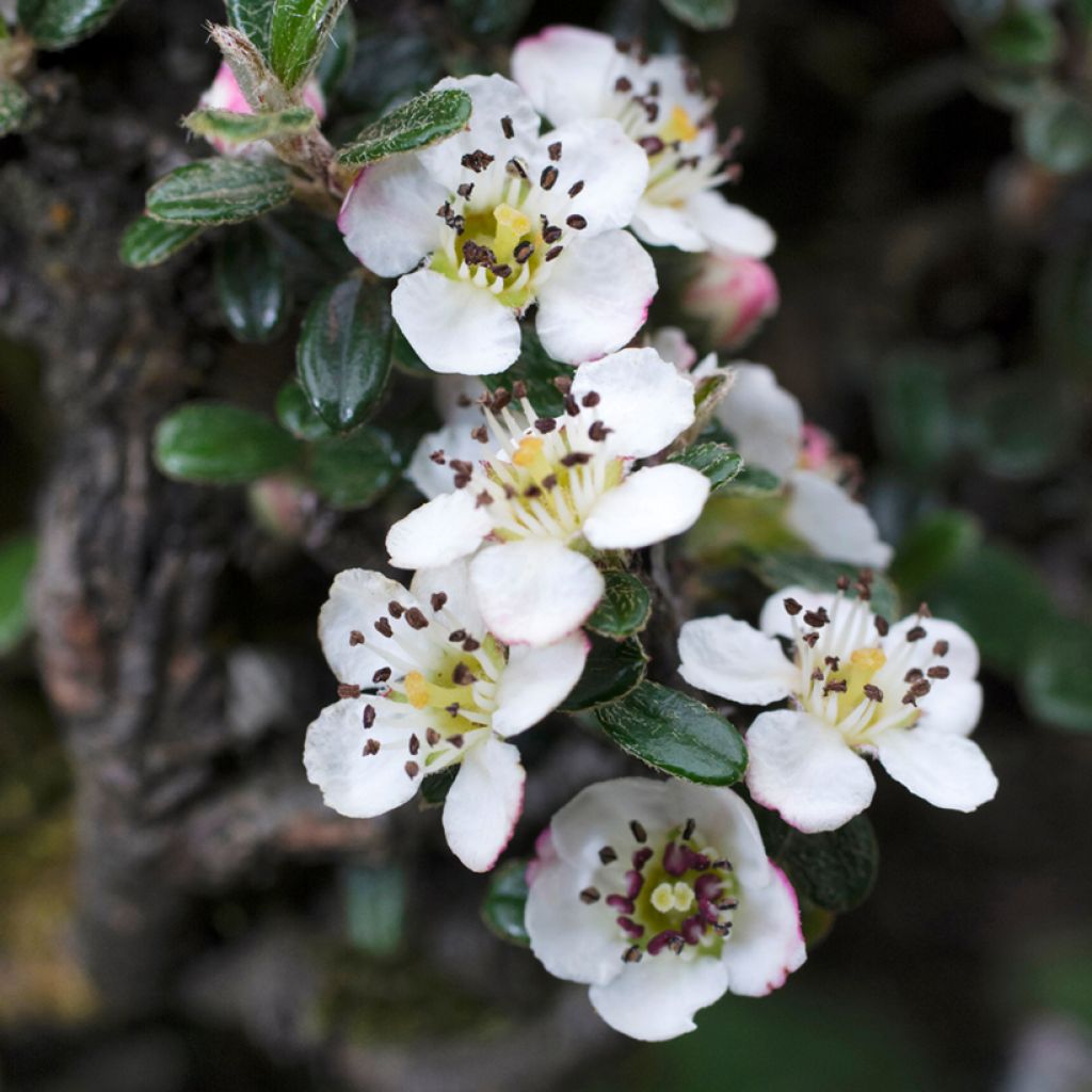 Himalajantuhkapensas - Cotoneaster microphyllus