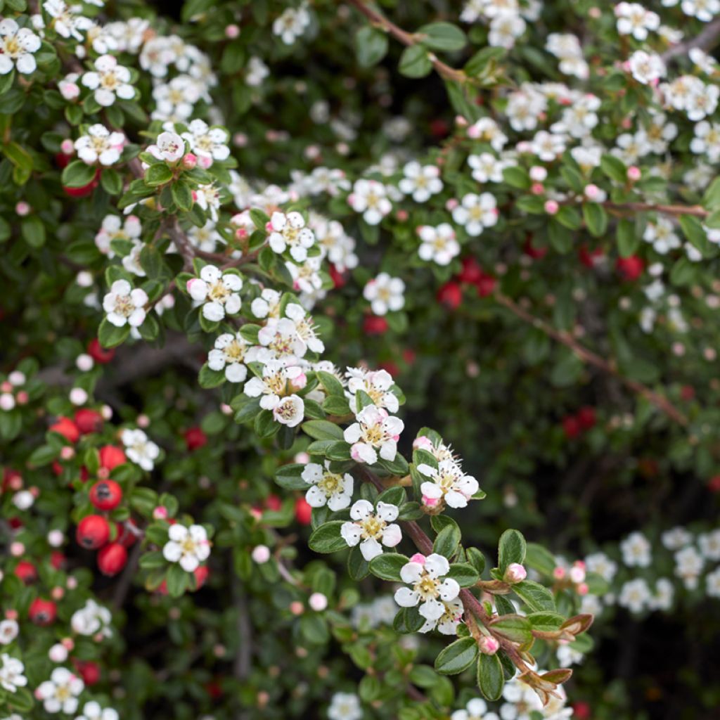 Himalajantuhkapensas - Cotoneaster microphyllus