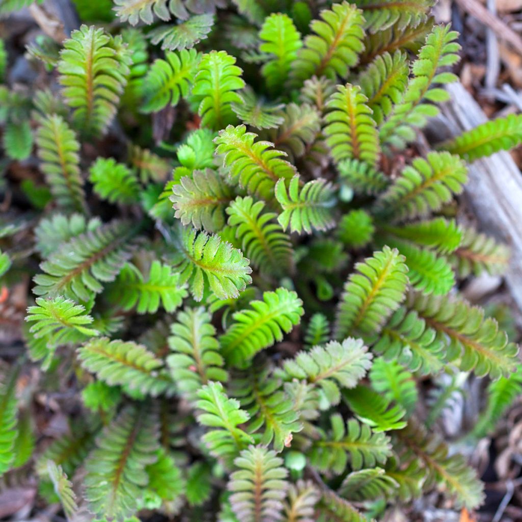 Peittosaumayrtti - Leptinella squalida