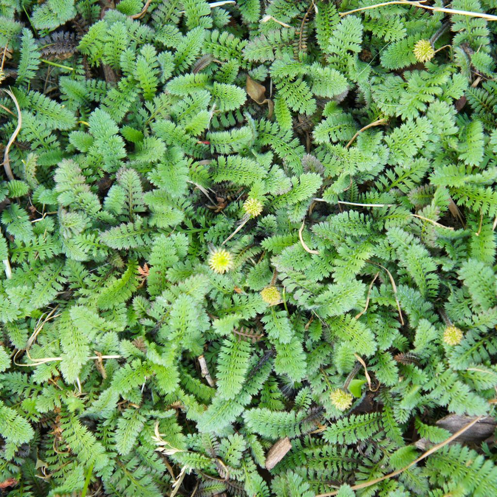 Peittosaumayrtti - Leptinella squalida