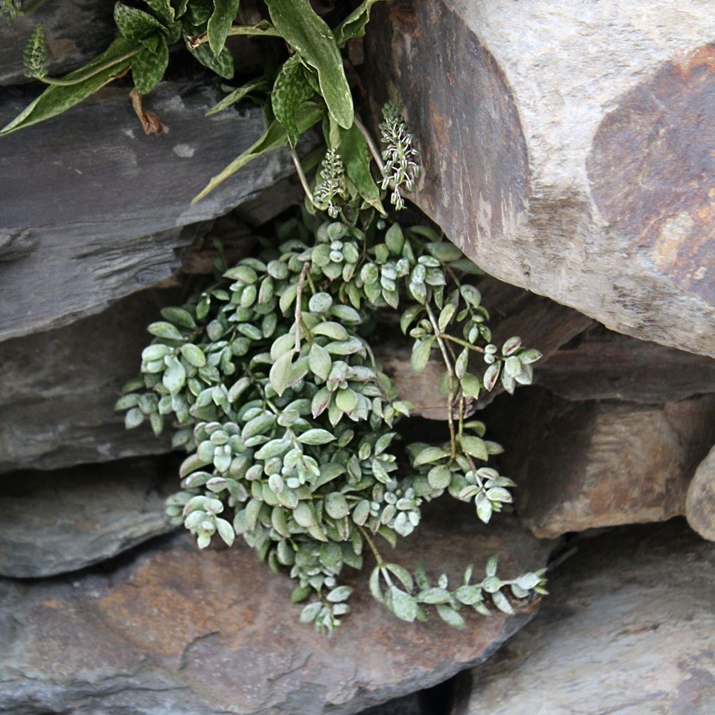 Mehilehti - Cotyledon pendens