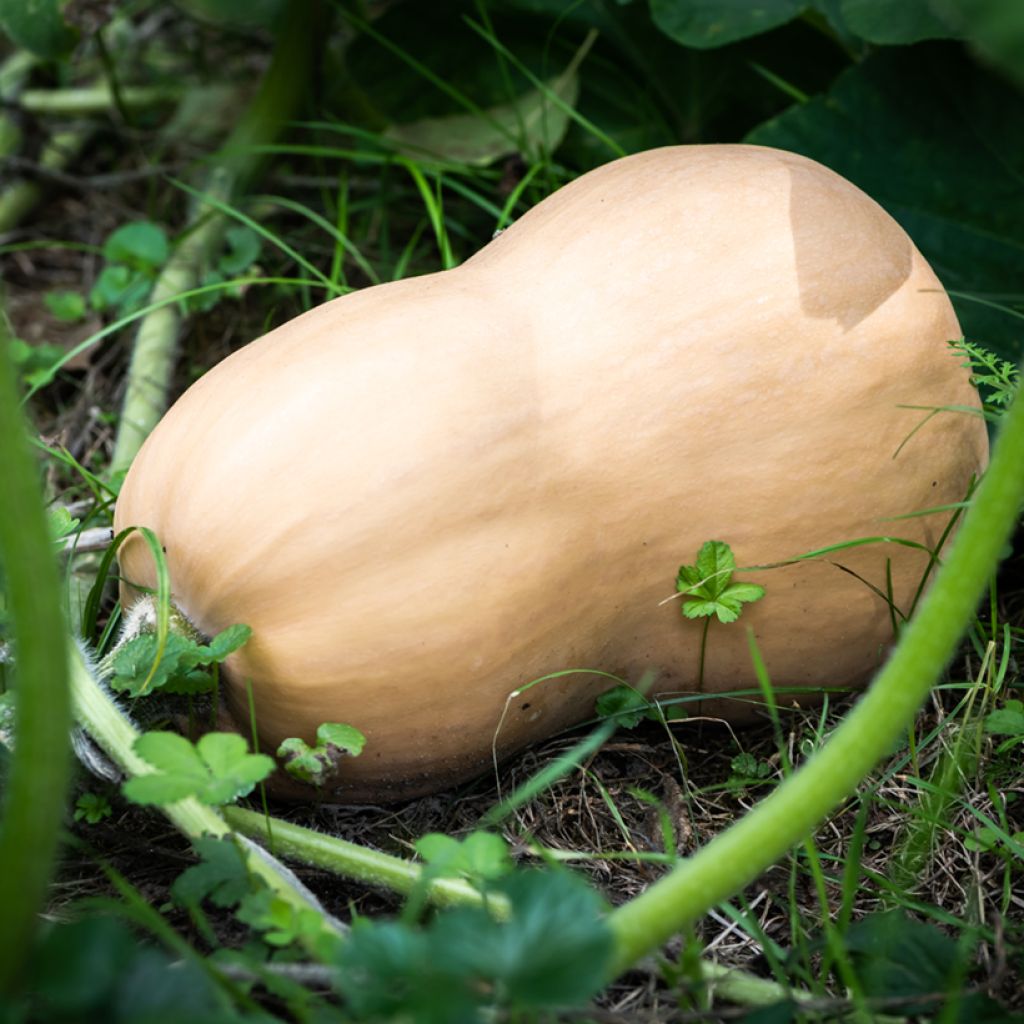 Myskikurpitsa Butternut luomu - Ferme de Sainte Marthe