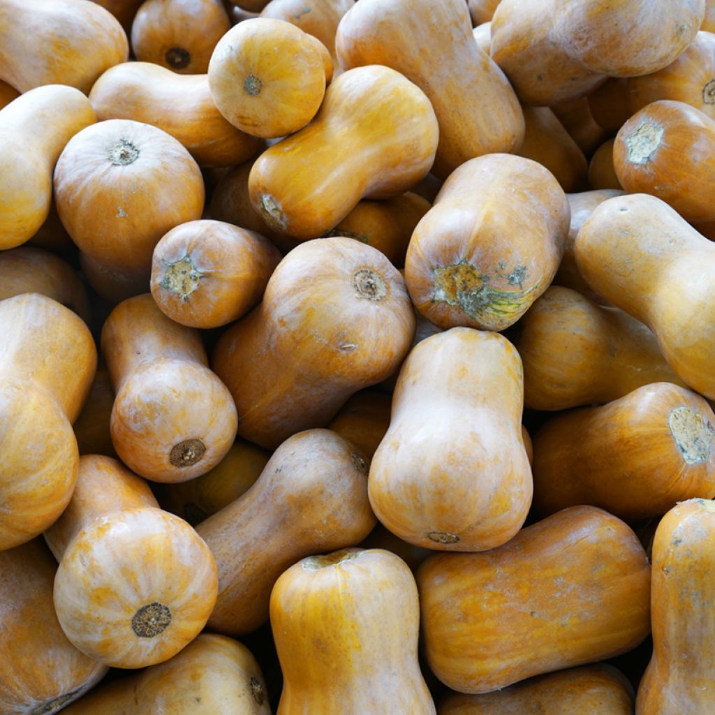 Myskikurpitsa Cobnut F1