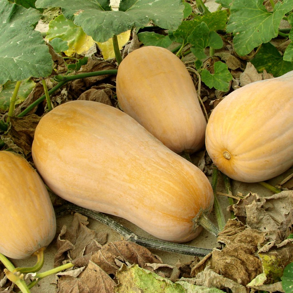 Myskikurpitsa Butternut Harrier F1