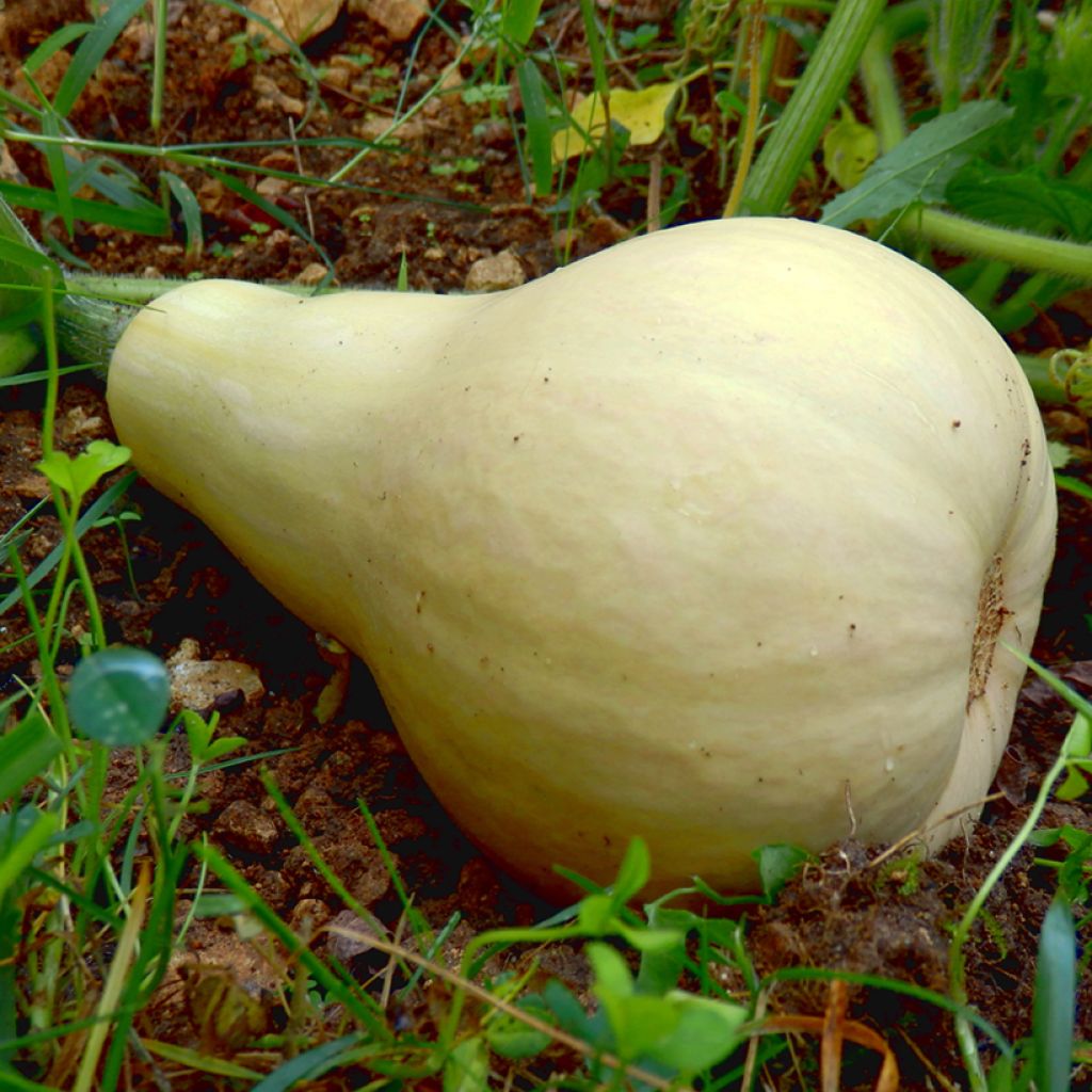 Myskikurpitsa Butternut Harrier F1
