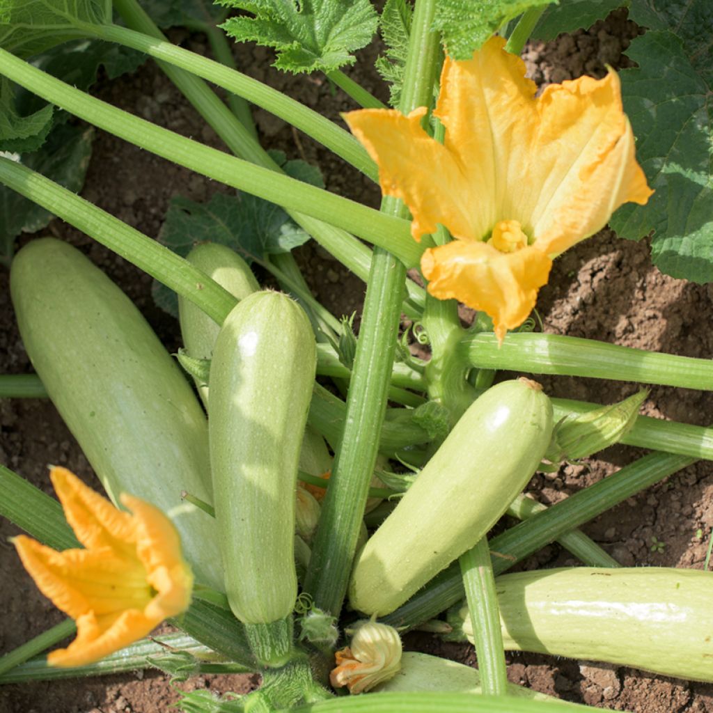 Pullokurpitsa luomu - Ferme de Sainte Marthe - Lagenaria siceraria