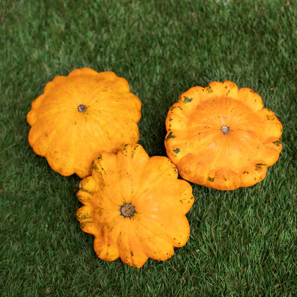 Kiekkokurpitsa orange