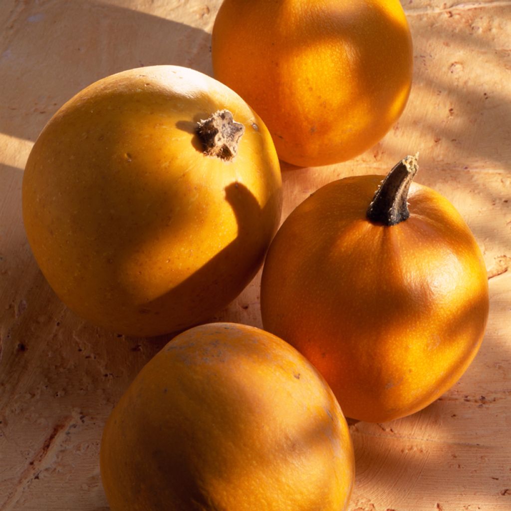 Talvikurpitsa Pomme d'Or luomu - Ferme de Sainte Marthe