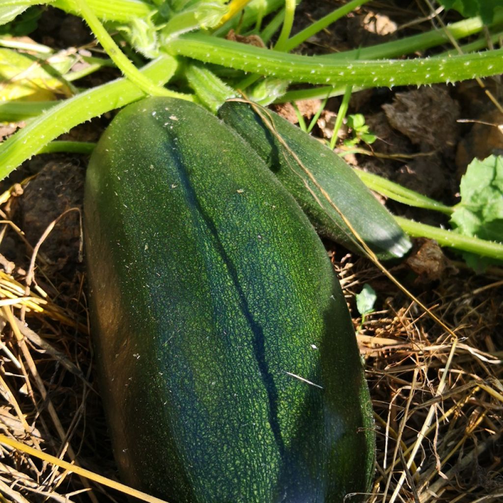 Kesäkurpitsa Coucourzelle