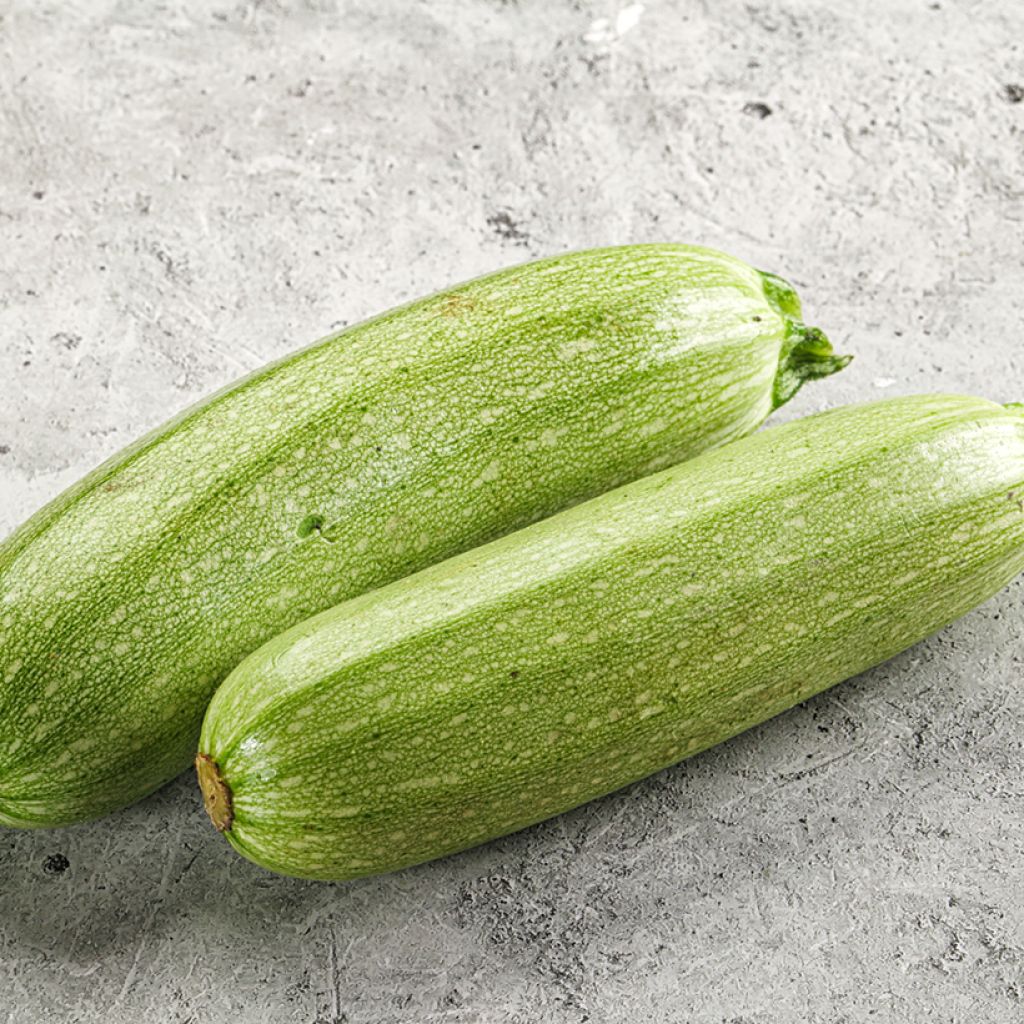 Kesäkurpitsa Genovese luomu