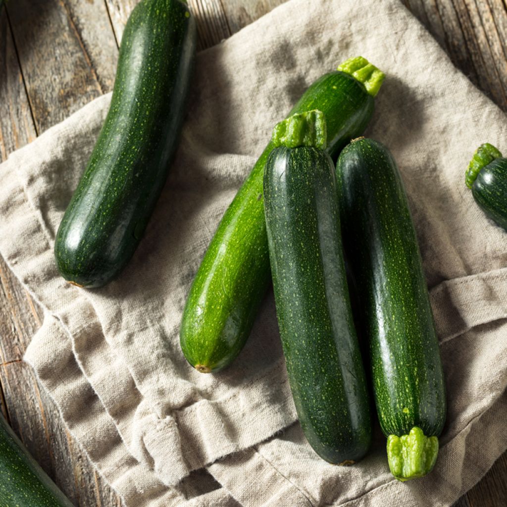 Kesäkurpitsa Nano Verde di Milano