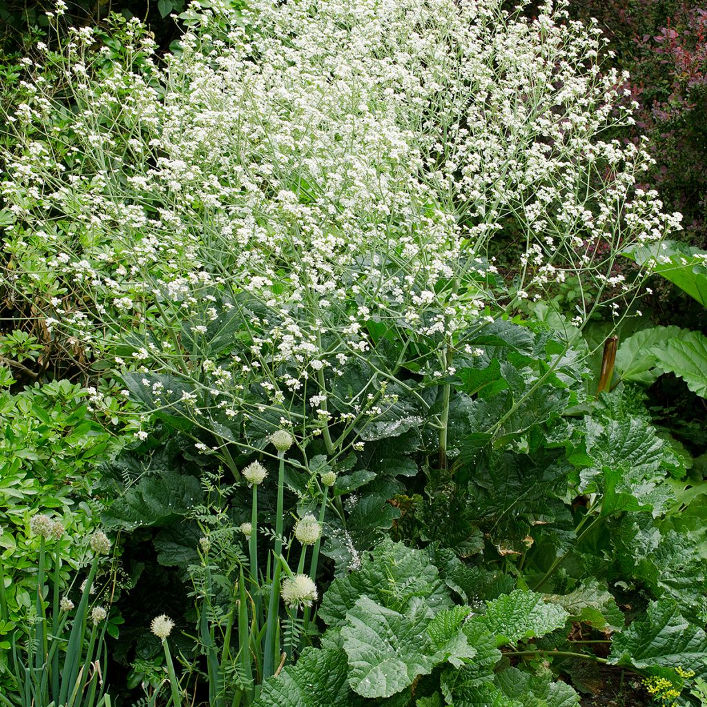 Herttamerikaali - Crambe cordifolia