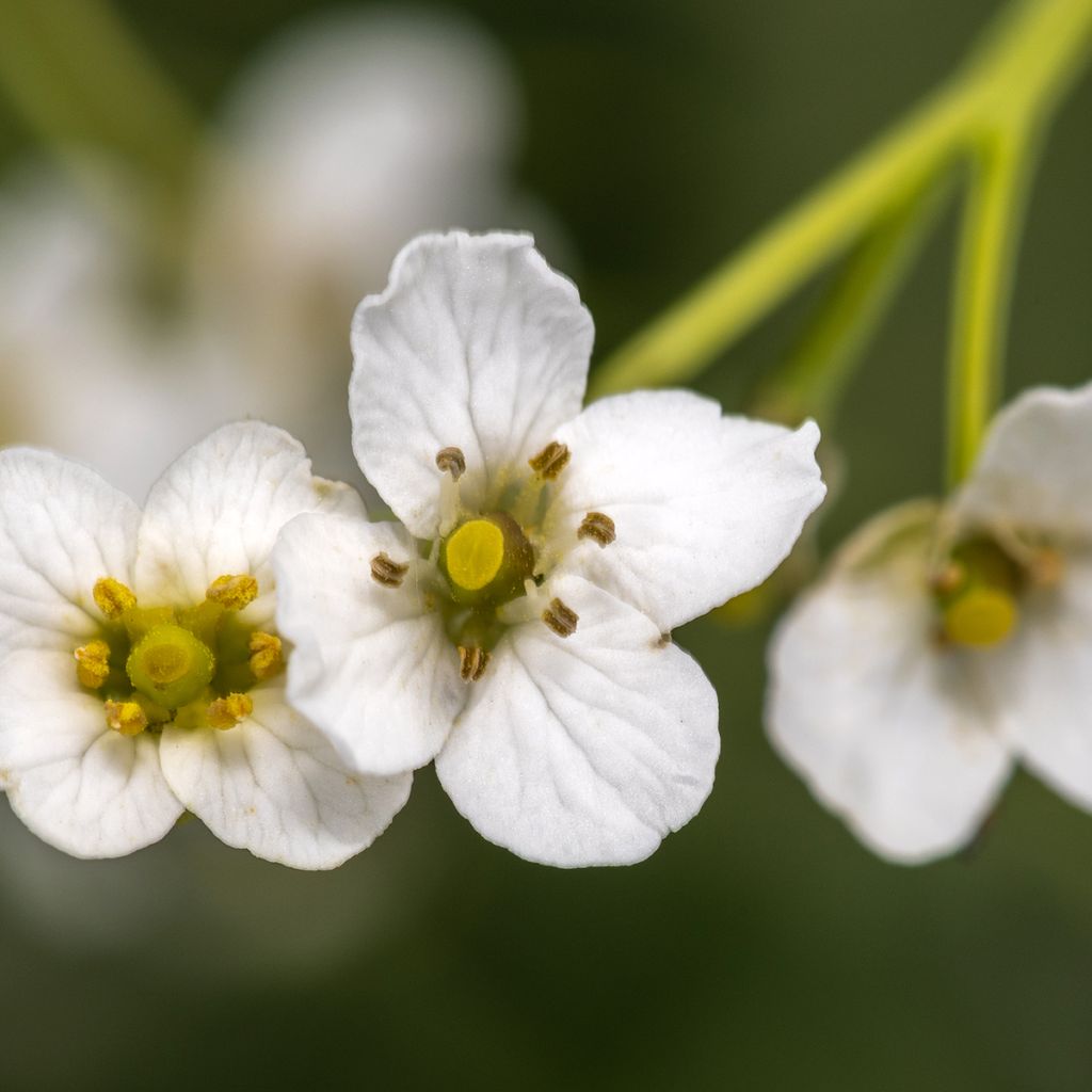 Herttamerikaali - Crambe cordifolia