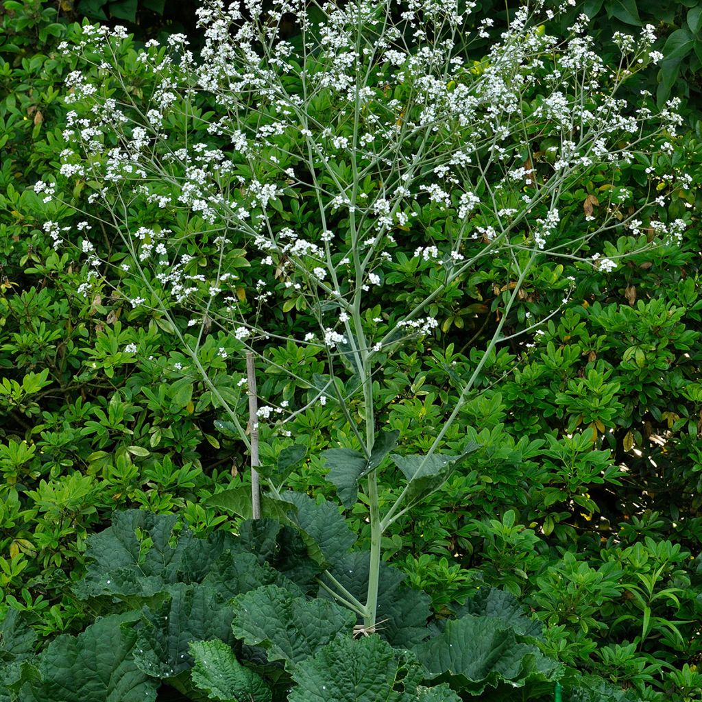 Herttamerikaali - Crambe cordifolia