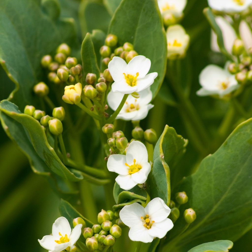 Euroopanmerikaali - Crambe maritima