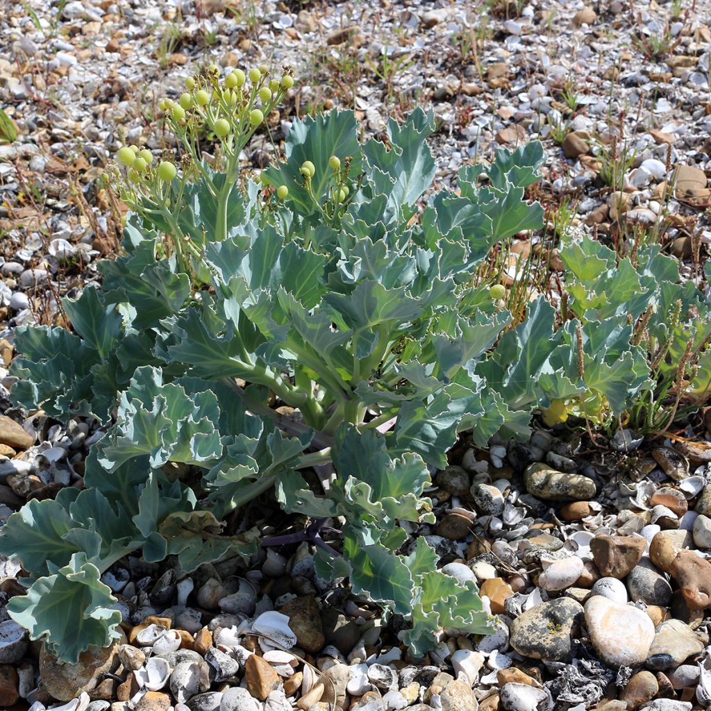 Euroopanmerikaali - Crambe maritima