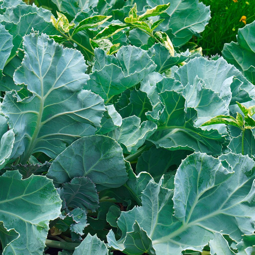 Euroopanmerikaali - Crambe maritima