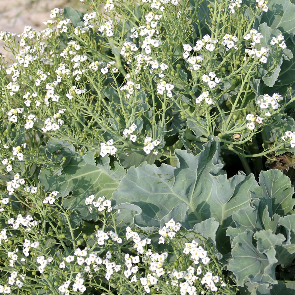Euroopanmerikaali - Crambe maritima