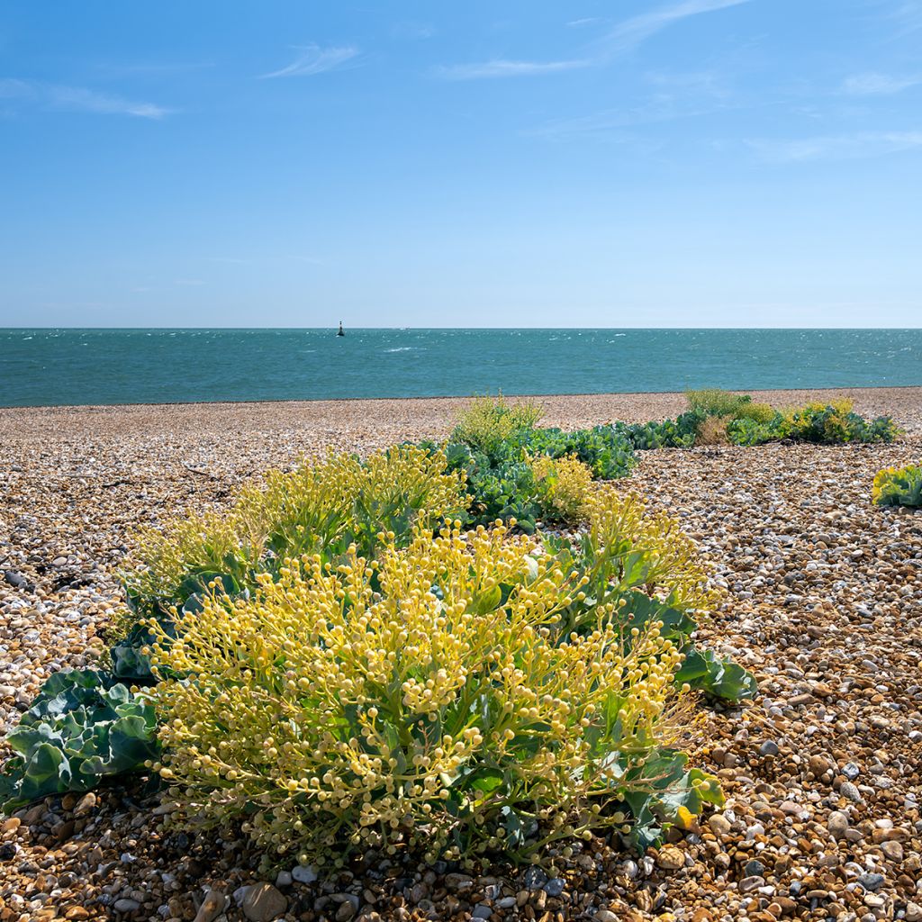 Euroopanmerikaali - Crambe maritima