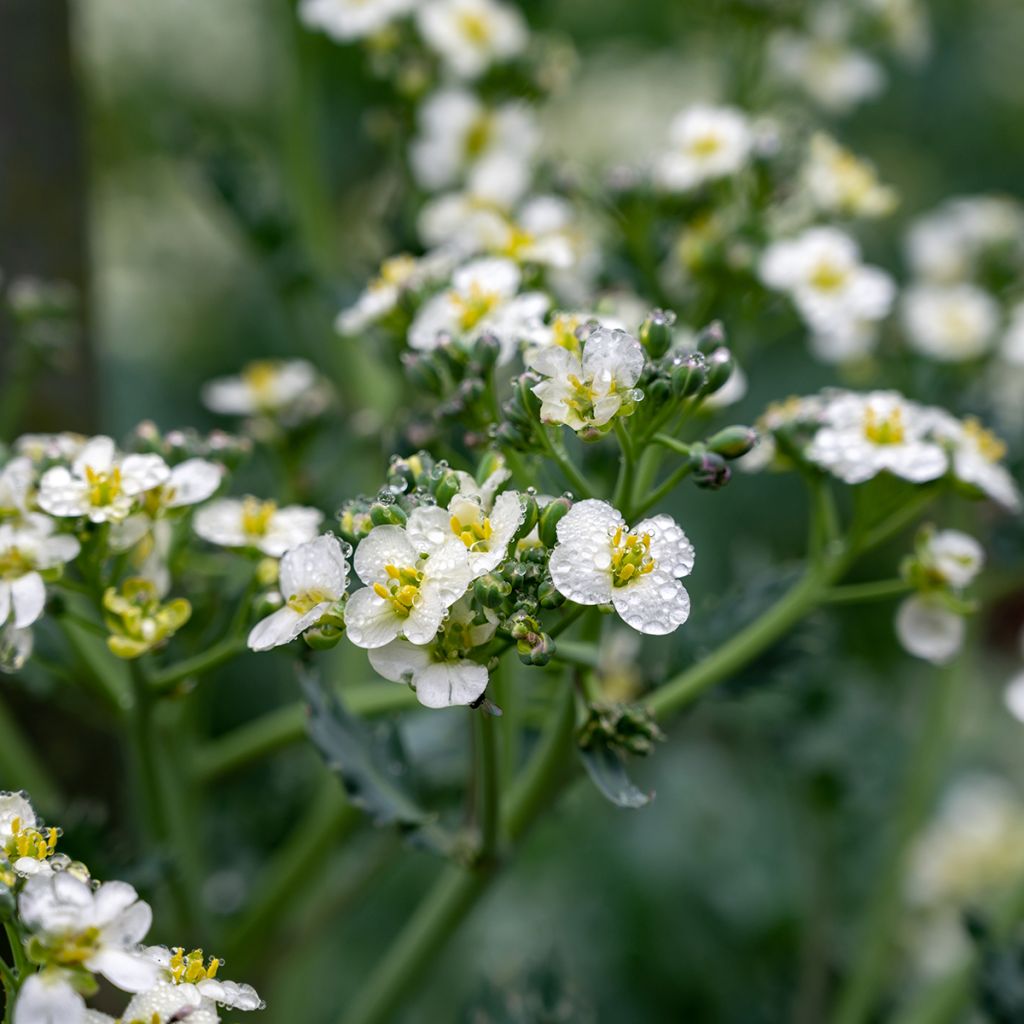 Euroopanmerikaali - Crambe maritima