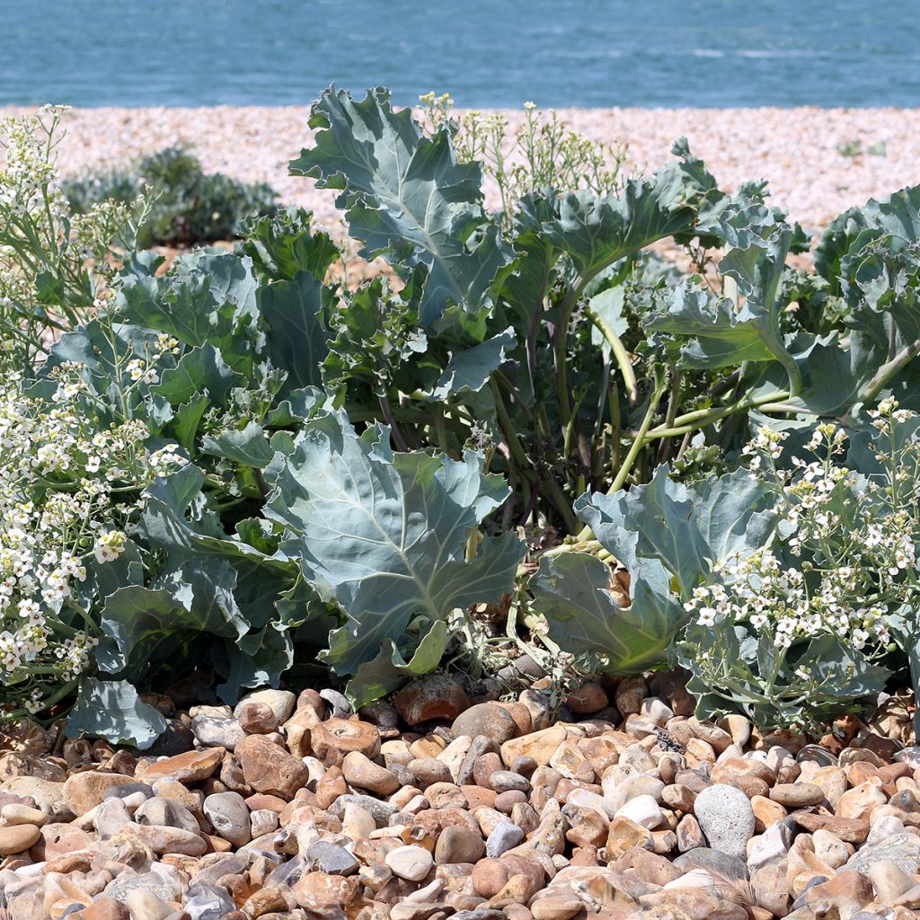 Euroopanmerikaali - Crambe maritima