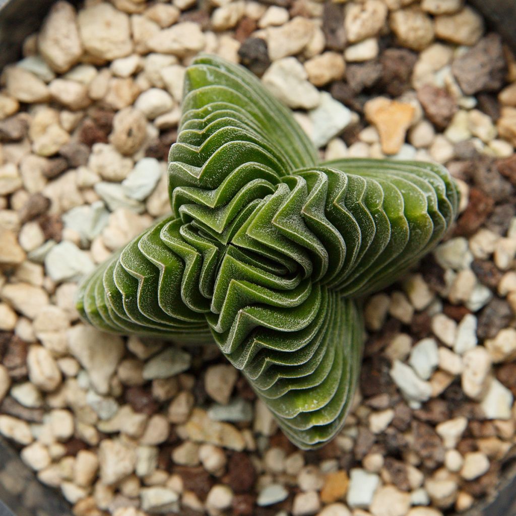 Pauniko Buddha's Temple