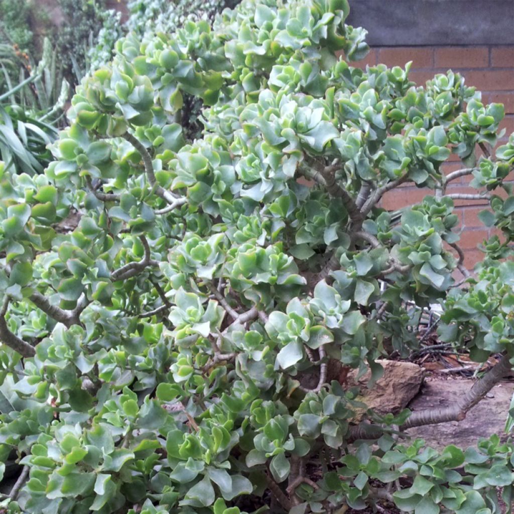 Jättipaunikko Curly Grey