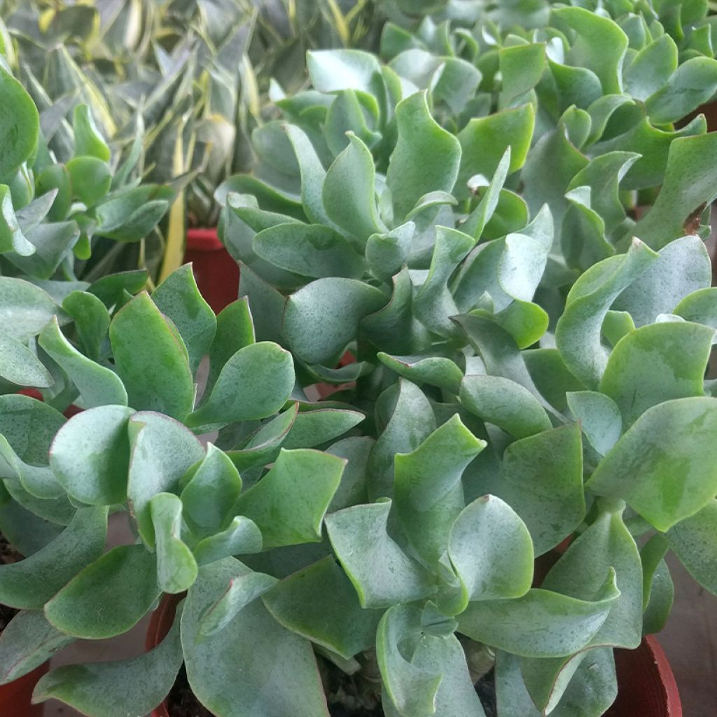 Jättipaunikko Curly Grey