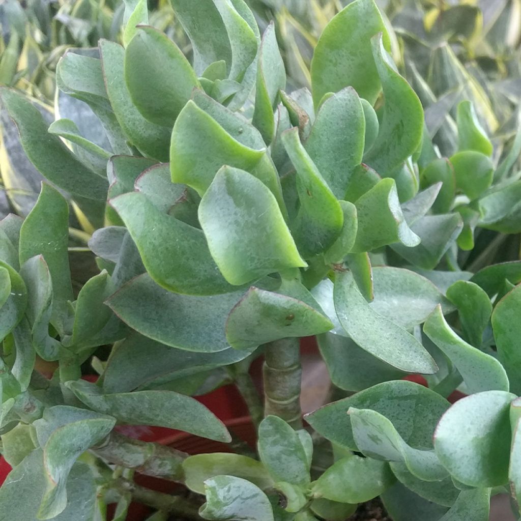 Jättipaunikko Curly Grey