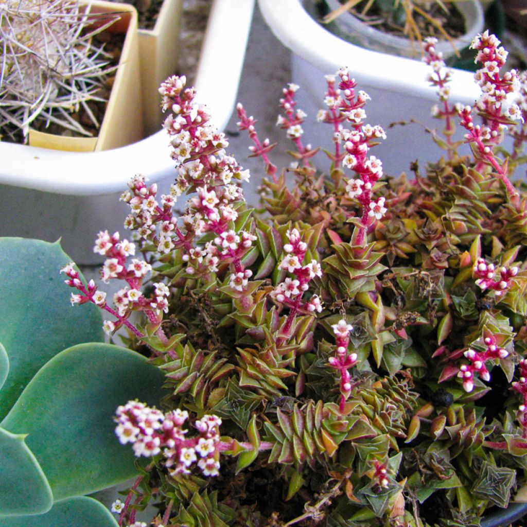 Pauniko - Crassula capitella