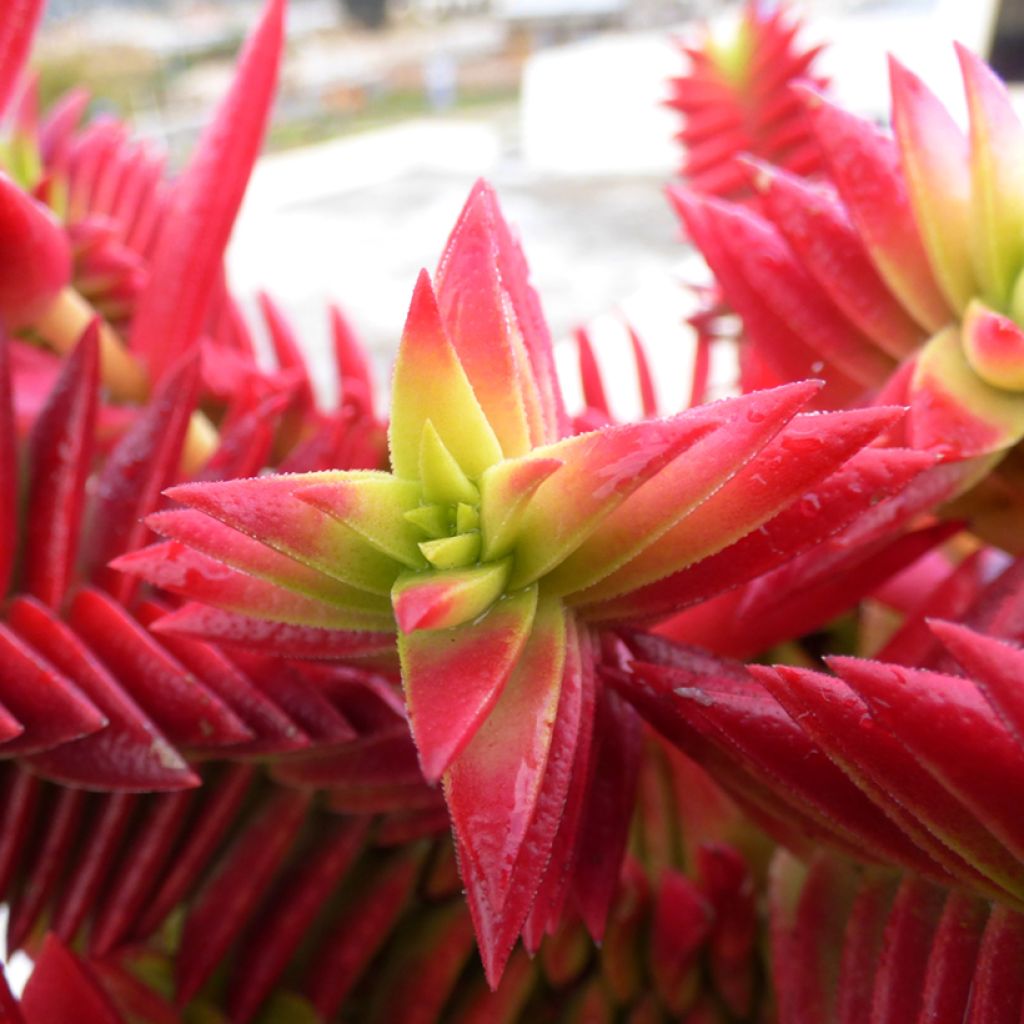 Pauniko - Crassula capitella