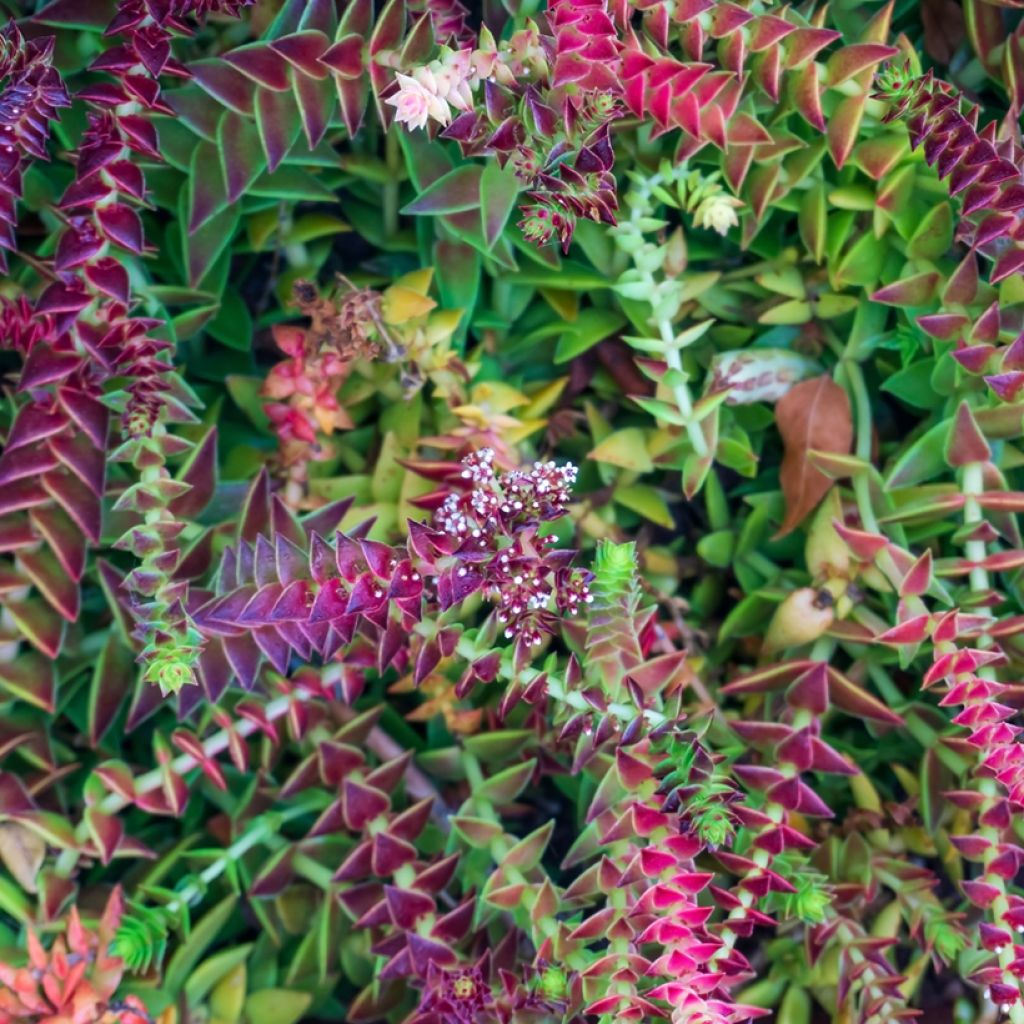 Pauniko - Crassula capitella