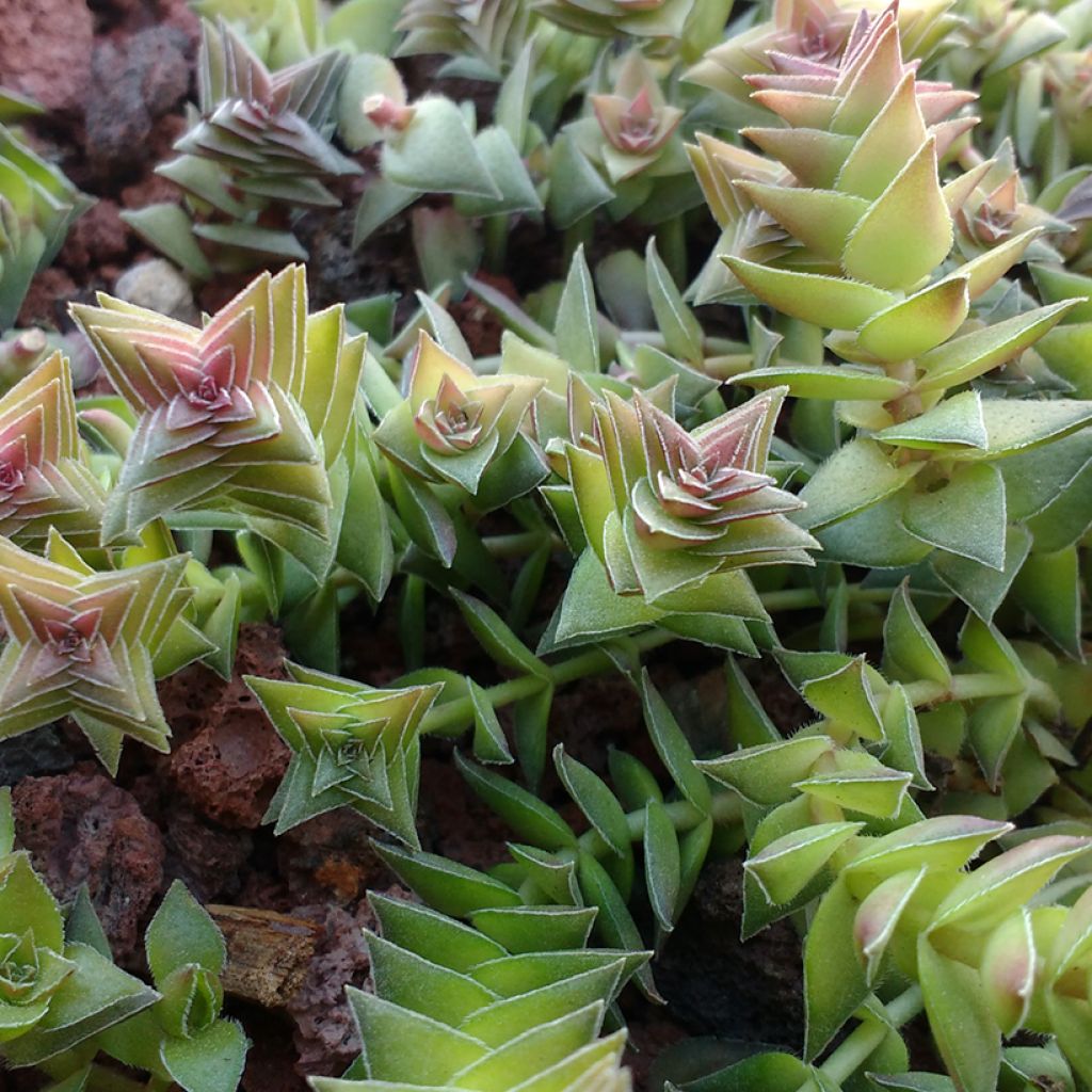 Pauniko - Crassula capitella
