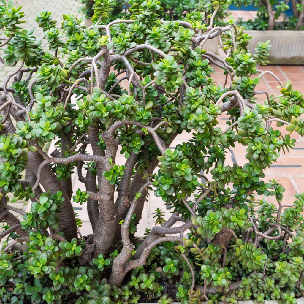 Rahapuu - Crassula ovata