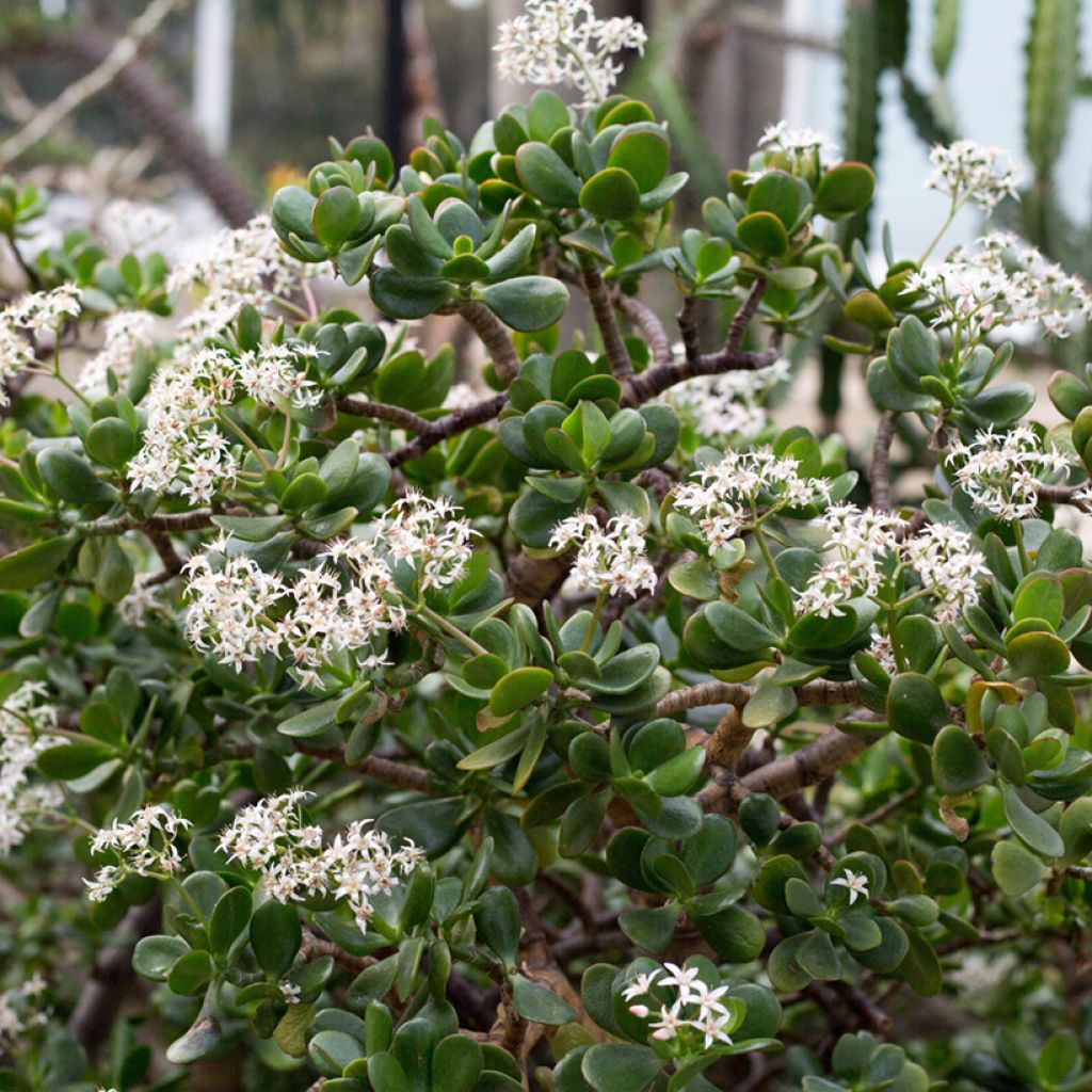 Rahapuu - Crassula ovata