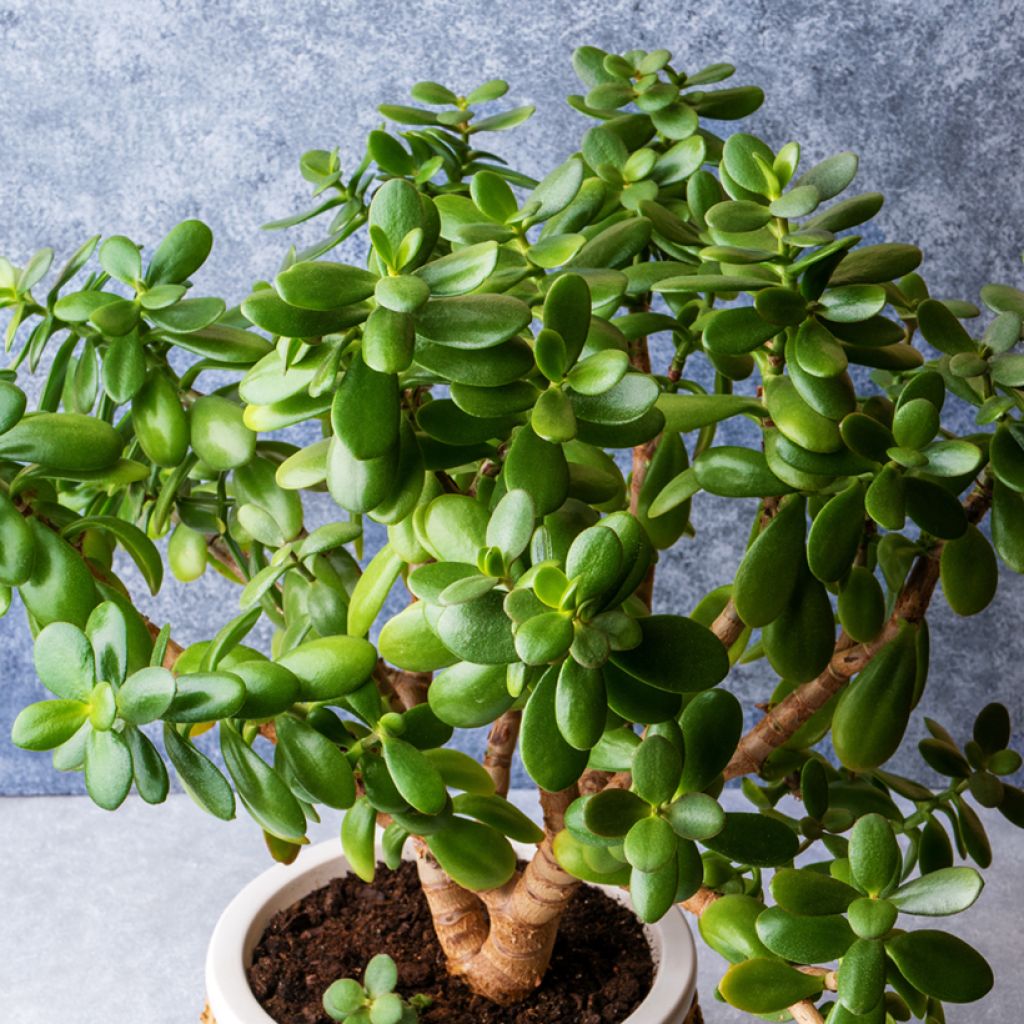 Rahapuu - Crassula ovata