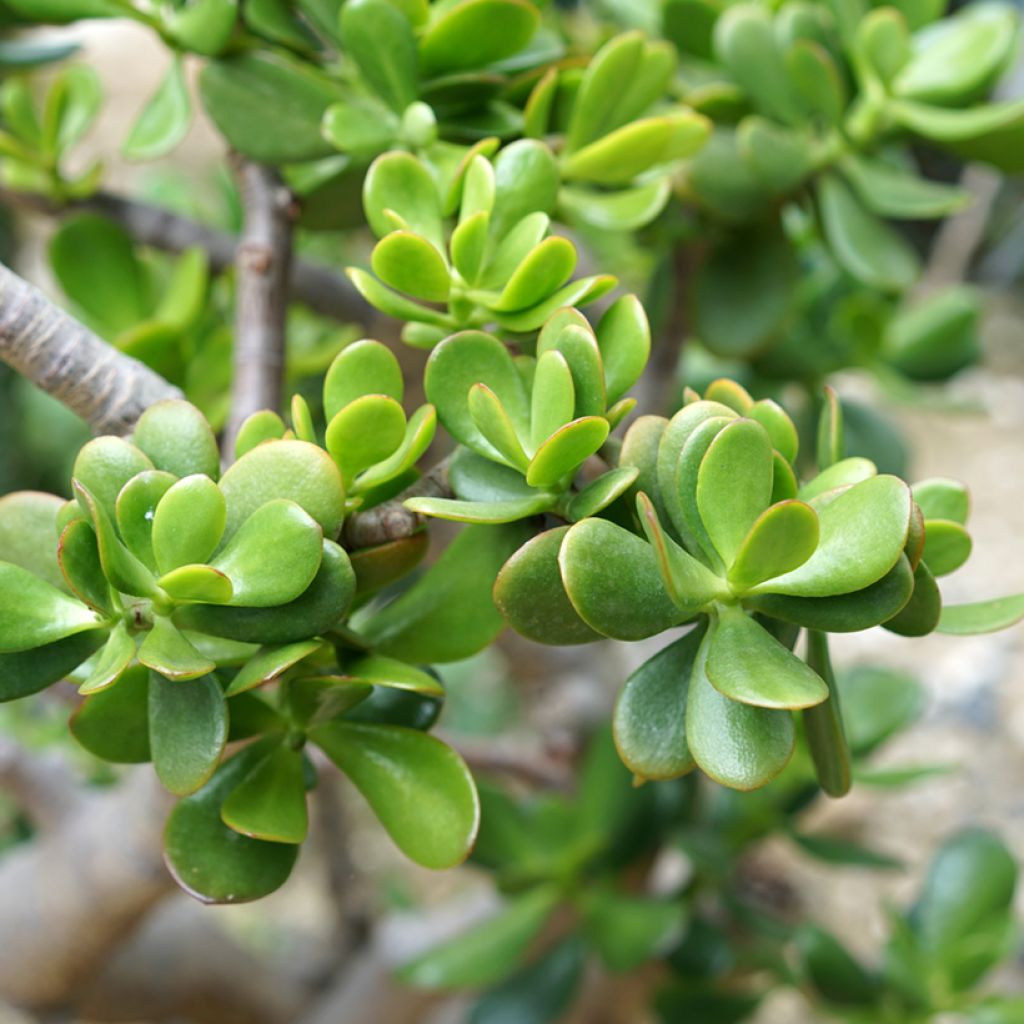 Rahapuu - Crassula ovata