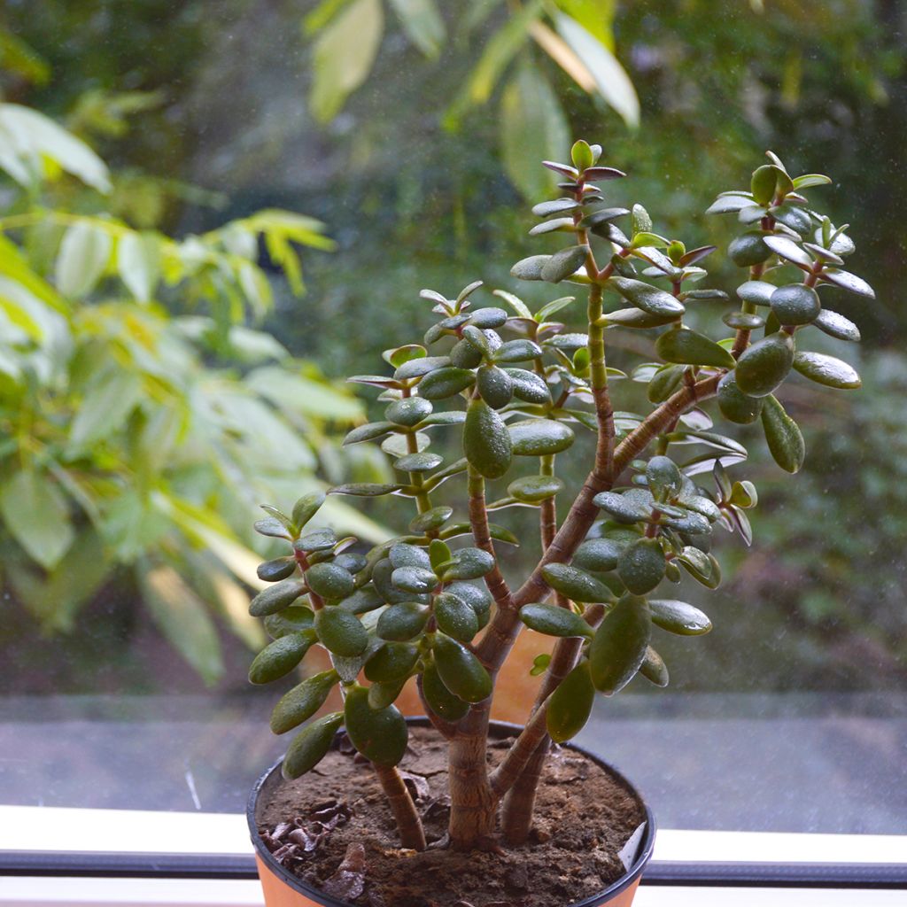 Rahapuu Minor