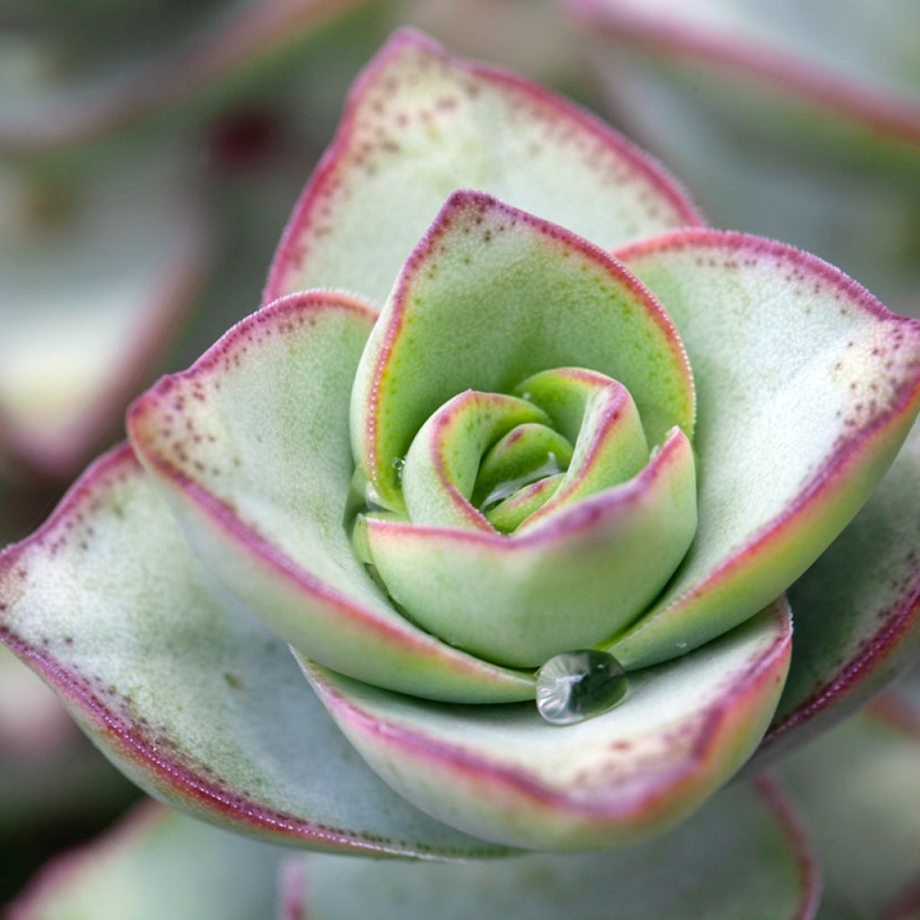 Kauluspaunikko - Crassula perforata