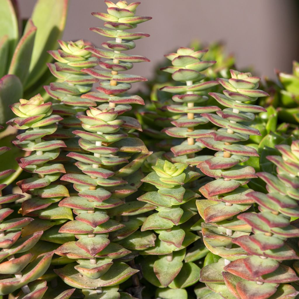 Kauluspaunikko - Crassula perforata