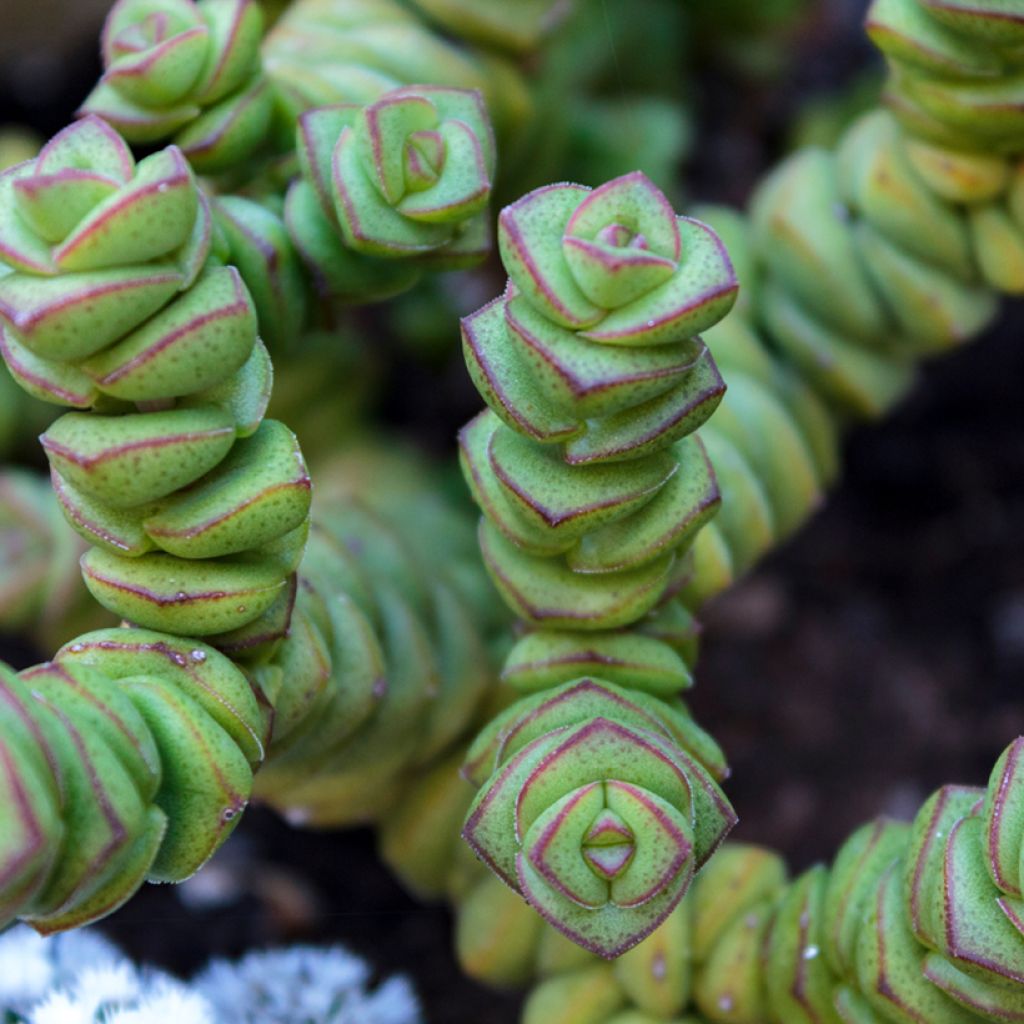 Kauluspaunikko - Crassula perforata