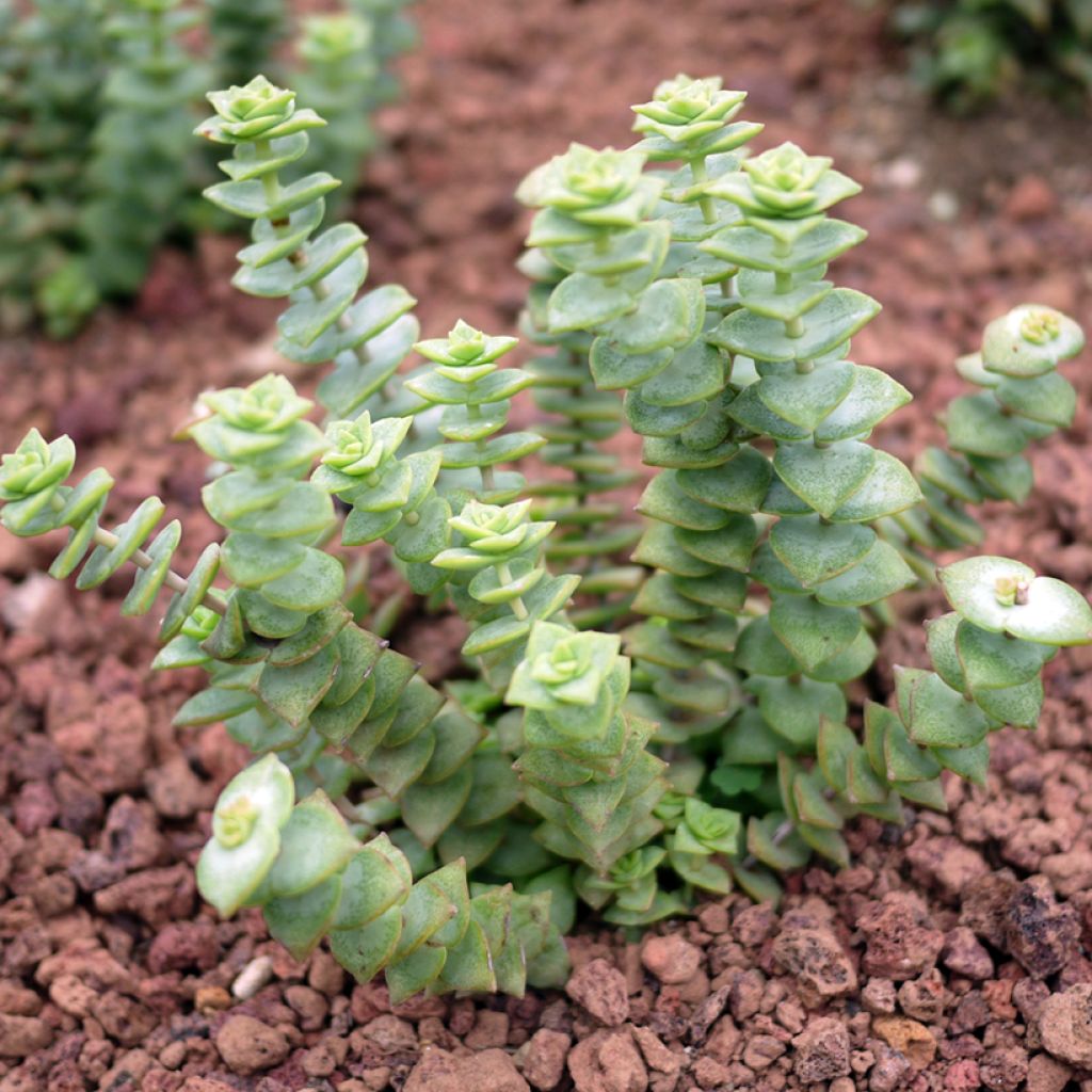 Kauluspaunikko - Crassula perforata