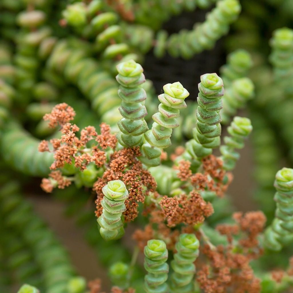 Pauniko - Crassula rupestris subsp. marnieriana