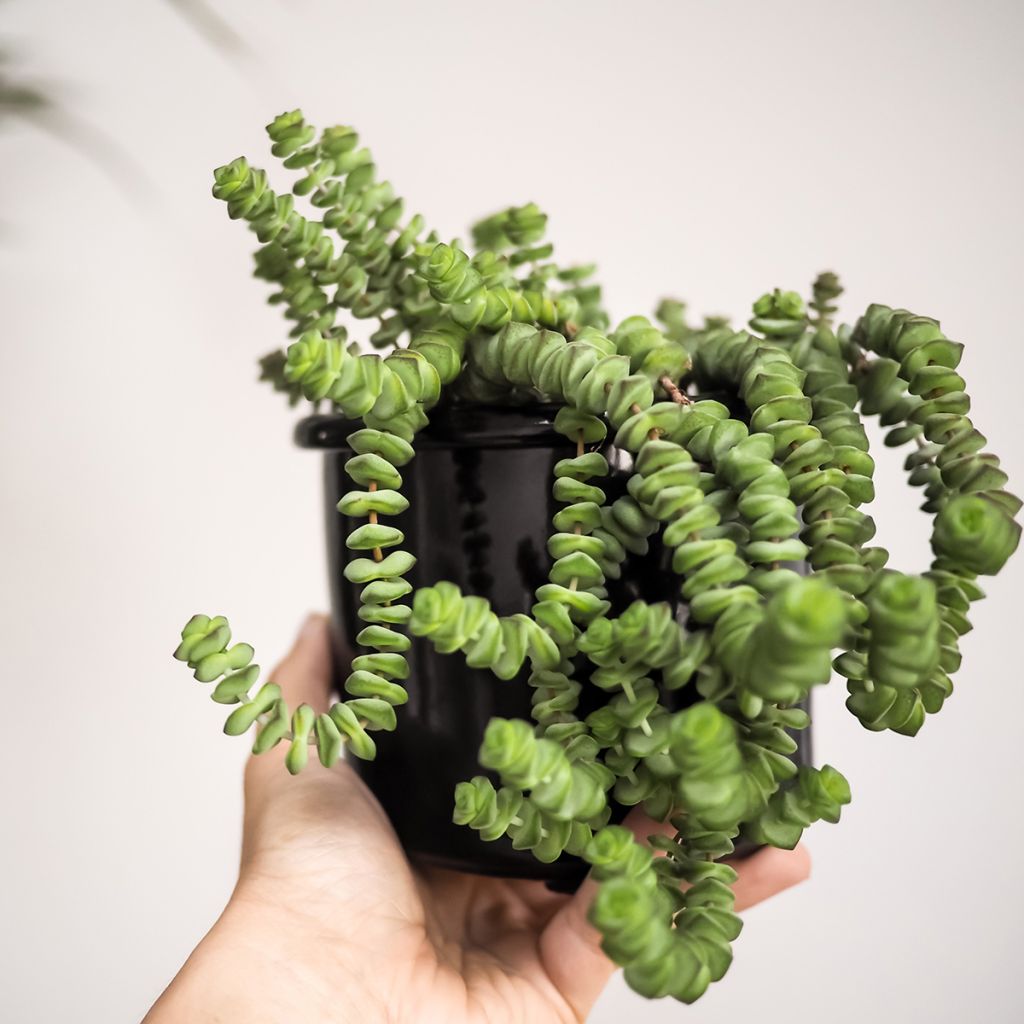Pauniko - Crassula rupestris subsp. marnieriana