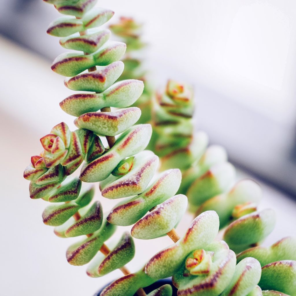 Pauniko - Crassula rupestris subsp. marnieriana