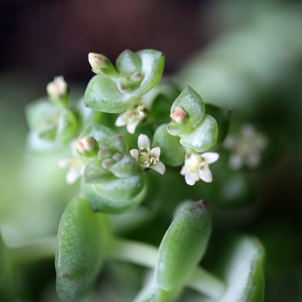 Pauniko - Crassula rupestris subsp. marnieriana