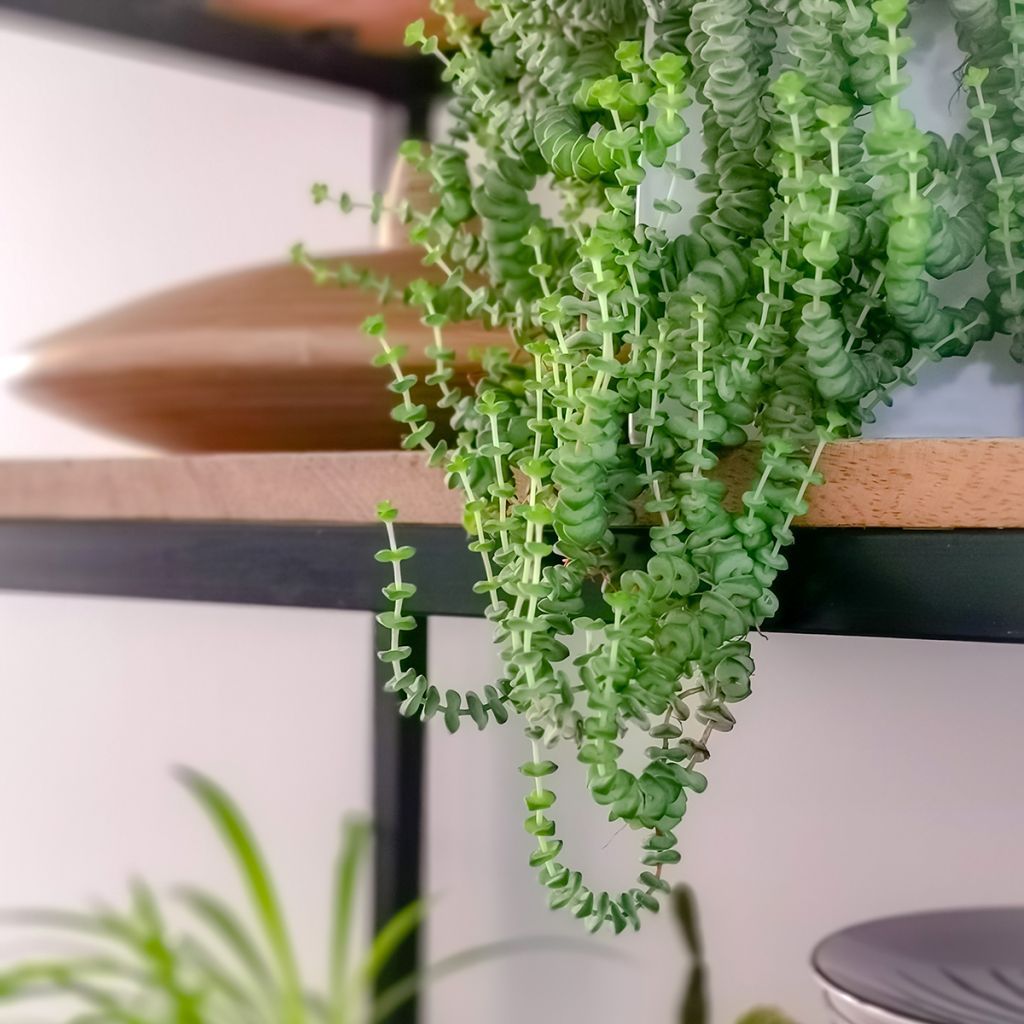 Pauniko - Crassula rupestris subsp. marnieriana