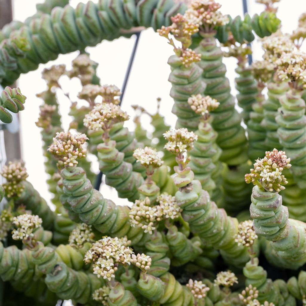 Pauniko - Crassula rupestris subsp. marnieriana